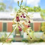 The botanists who saw Cayman’s uniqueness