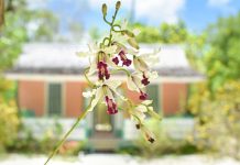 The botanists who saw Cayman’s uniqueness