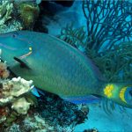 DoE urges moderation when fishing