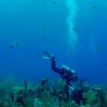 Podcast: Resilience and Little Cayman’s reefs