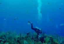 Podcast: Resilience and Little Cayman’s reefs
