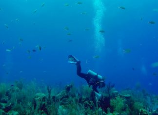 Podcast: Resilience and Little Cayman’s reefs