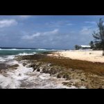 Sargassum smothers local shores