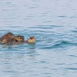 Turtle-mating season under way