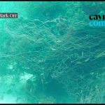 Shark killed as ghost net causes coral damage in South Sound