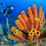Divers push for reopening of scuba industry