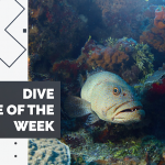 Dive Site of the Week