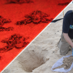 Captive-bred turtle hatchlings begin life at sea