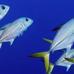 Natural Marine World Tidbits