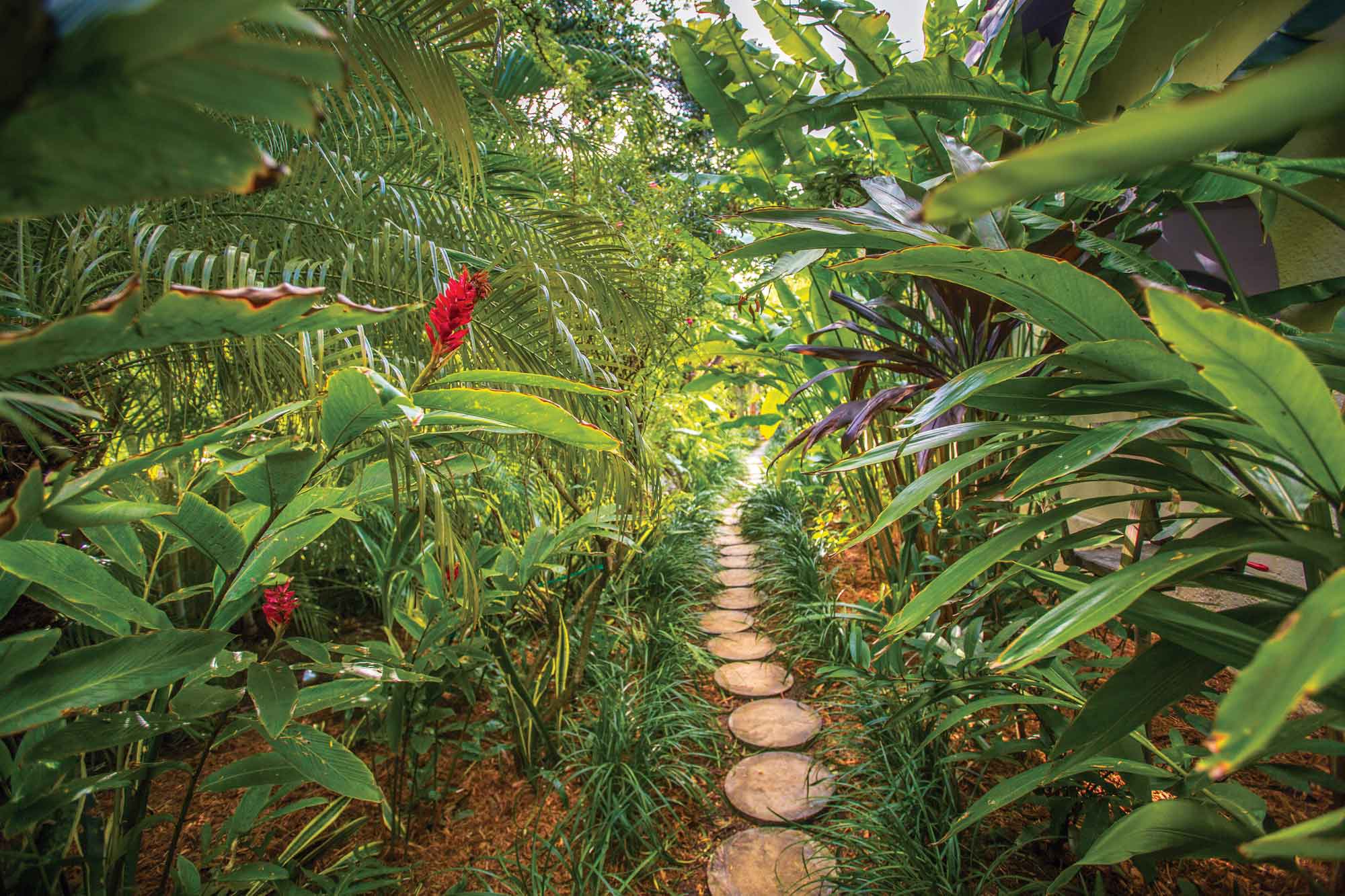A-jungle-like-pathway-leads-to-the-back-garden.