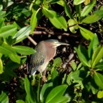 Wanted: Mangrove rangers