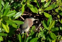 Wanted: Mangrove rangers