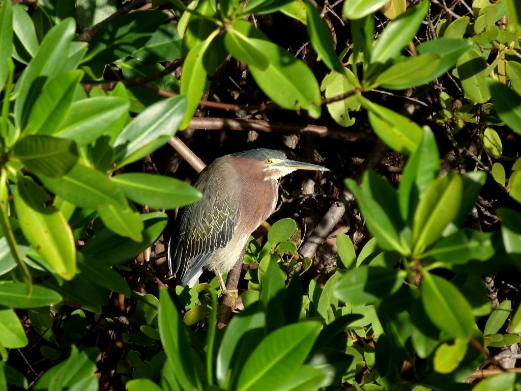 green heron in red mangrove Marnie Laing