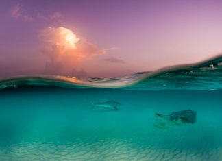 Green recovery proposed for post-COVID Cayman