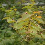 Native Plant of the Week