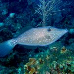 Natural marine world tidbits