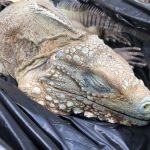 Blue iguana death a ‘blow’ to recovery programme