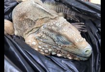 Blue iguana death a ‘blow’ to recovery programme