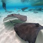 Stingray City, Sandbar unlocked for tour operators