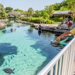 Cayman Turtle Centre announces reopening