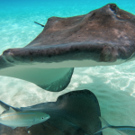 DoE preps for Sandbar reopening