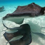 Stingray programme funding to increase