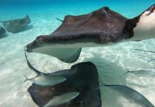 Stingray programme funding to increase