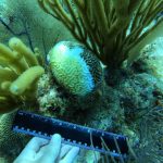 Coral killer disease found in Cayman