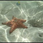 Starfish emerge in numbers in North Side