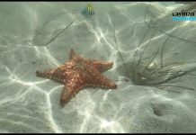 Starfish emerge in numbers in North Side