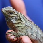 Blue iguana babies abound this season