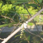 Native Plant of the Week