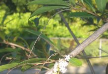 Native Plant of the Week