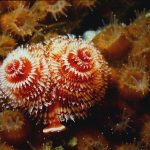 Natural Marine World Tidbits