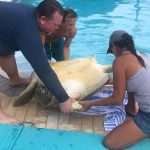 Turtle rescued after falling in pool