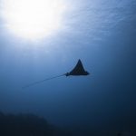 Dive Site of the Week