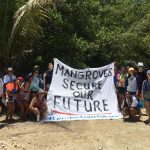 Environmental groups recognise World Mangrove Day
