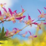 Orchid Show this weekend