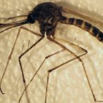 High tides leading to more mosquitoes