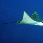 Natural Marine World Tidbits