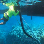 DoE: Dive volunteers helped save coral