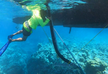 DoE: Dive volunteers helped save coral