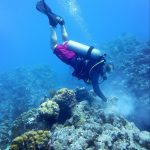 Divers fighting clock as coral rescue continues
