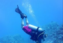 Divers fighting clock as coral rescue continues