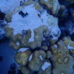 Clean-up planned after ship dumps sand on Eden Rock coral