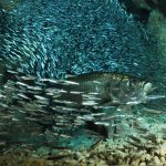 Natural Marine World Tidbits