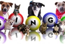 Animal charity hosts bingo night