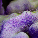 Corals come to life in annual spawning