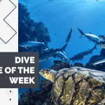 Dive Site of the Week
