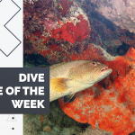 Dive Site of the Week